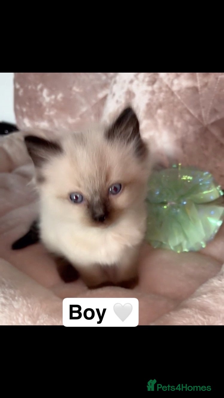 Ragdoll cats 🎀fluffy pedigree Ragdoll babies🎀 - Advert 1