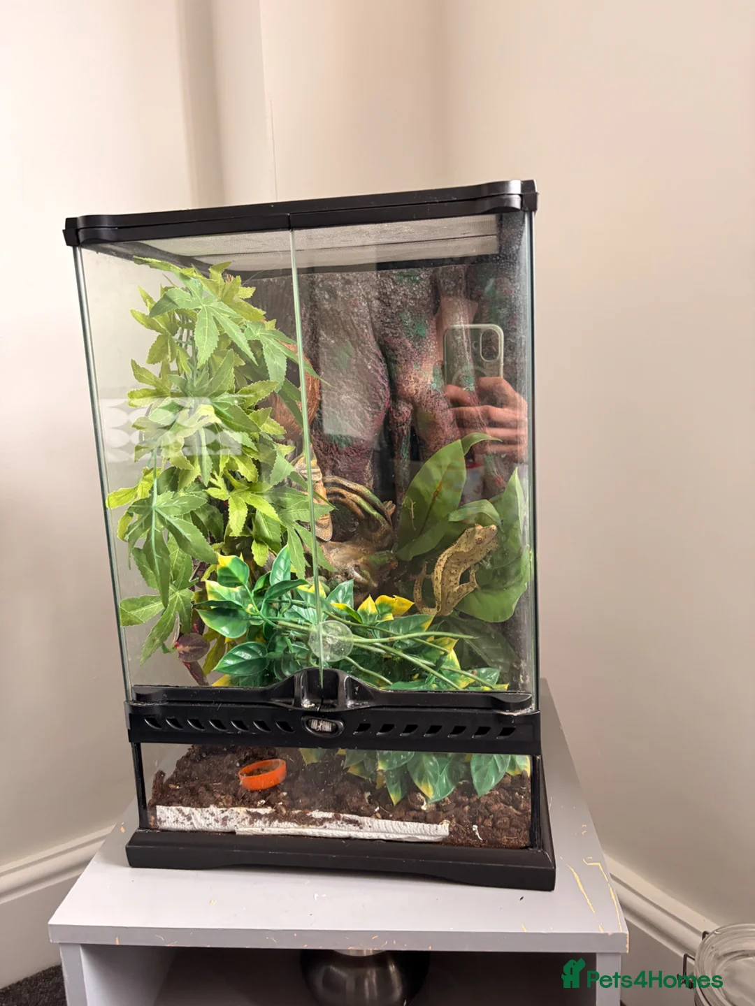 Gecko reptiles for sale: Crested Gecko and Full Exo Terra set up in Rochford - Advert 1