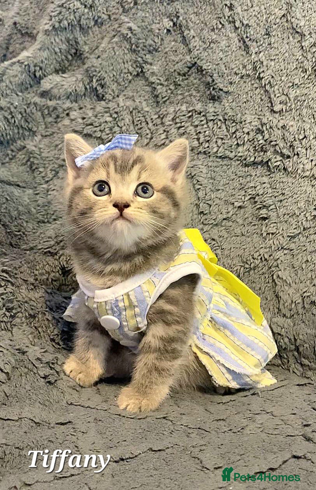 British Shorthair cats for sale: Little princess 👸  - Advert 11