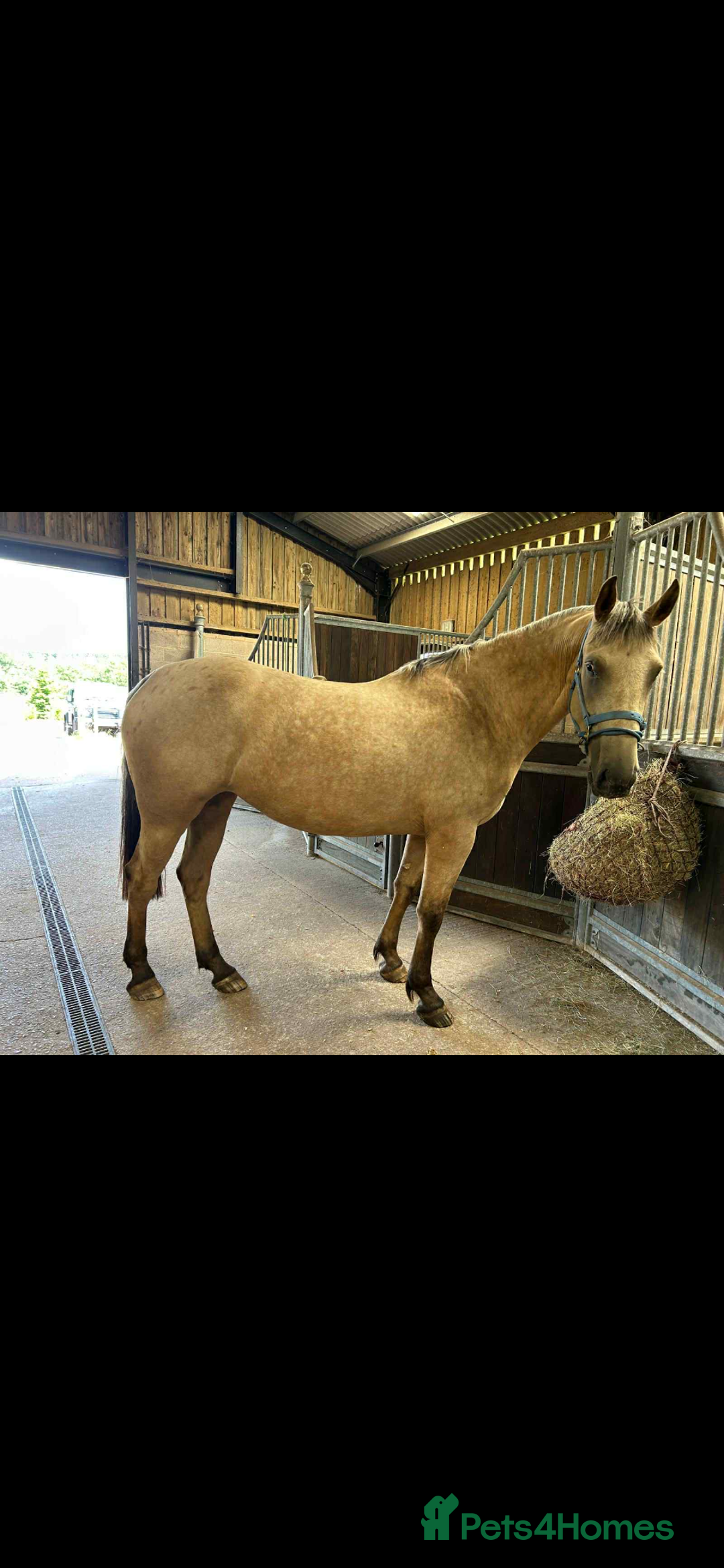 Appaloosa horses for sale: Gilly - Image 1