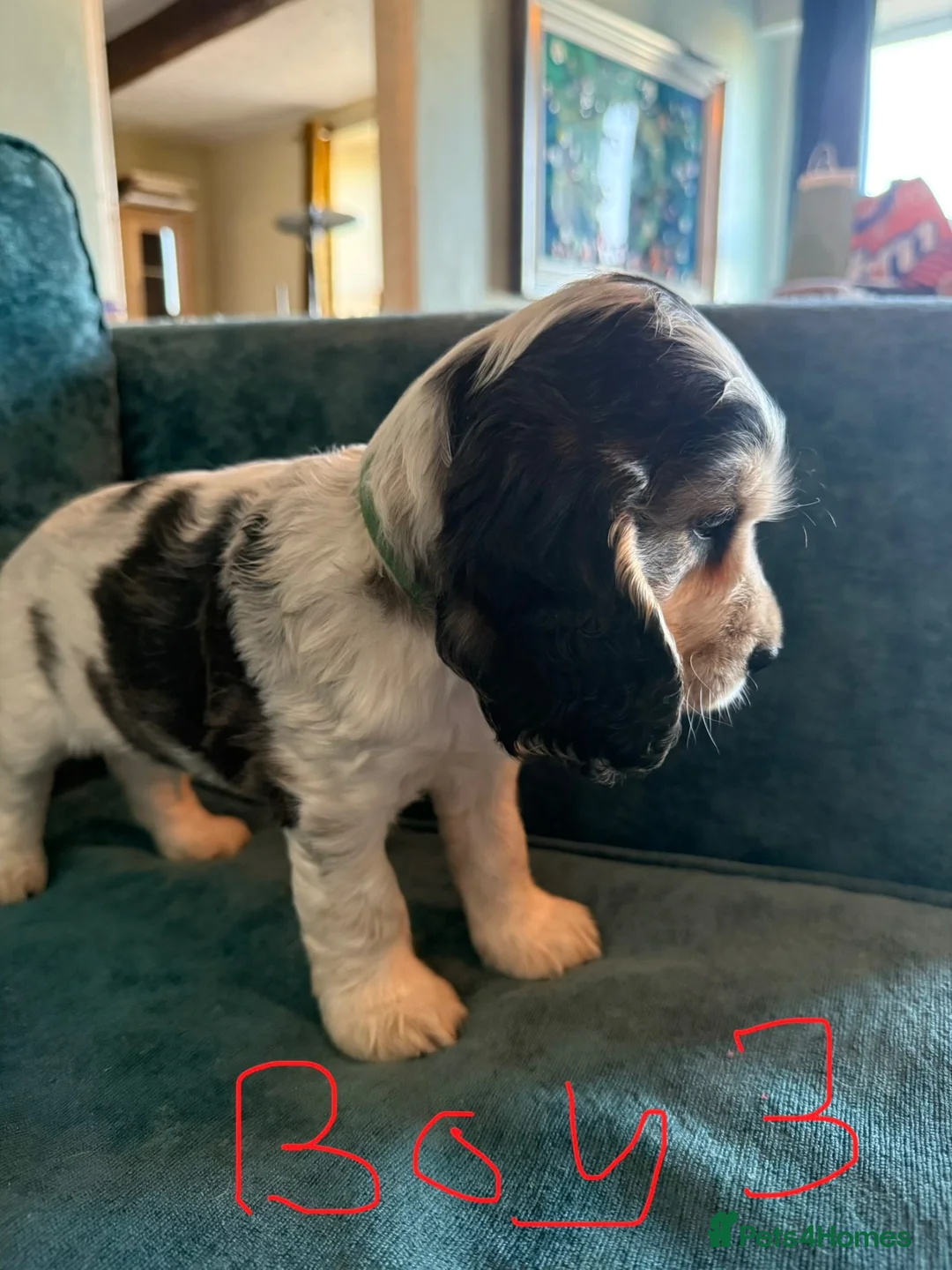 Cocker Spaniel dogs for sale: Amazing 5 Star KC Show Cocker Spaniels - Advert 28