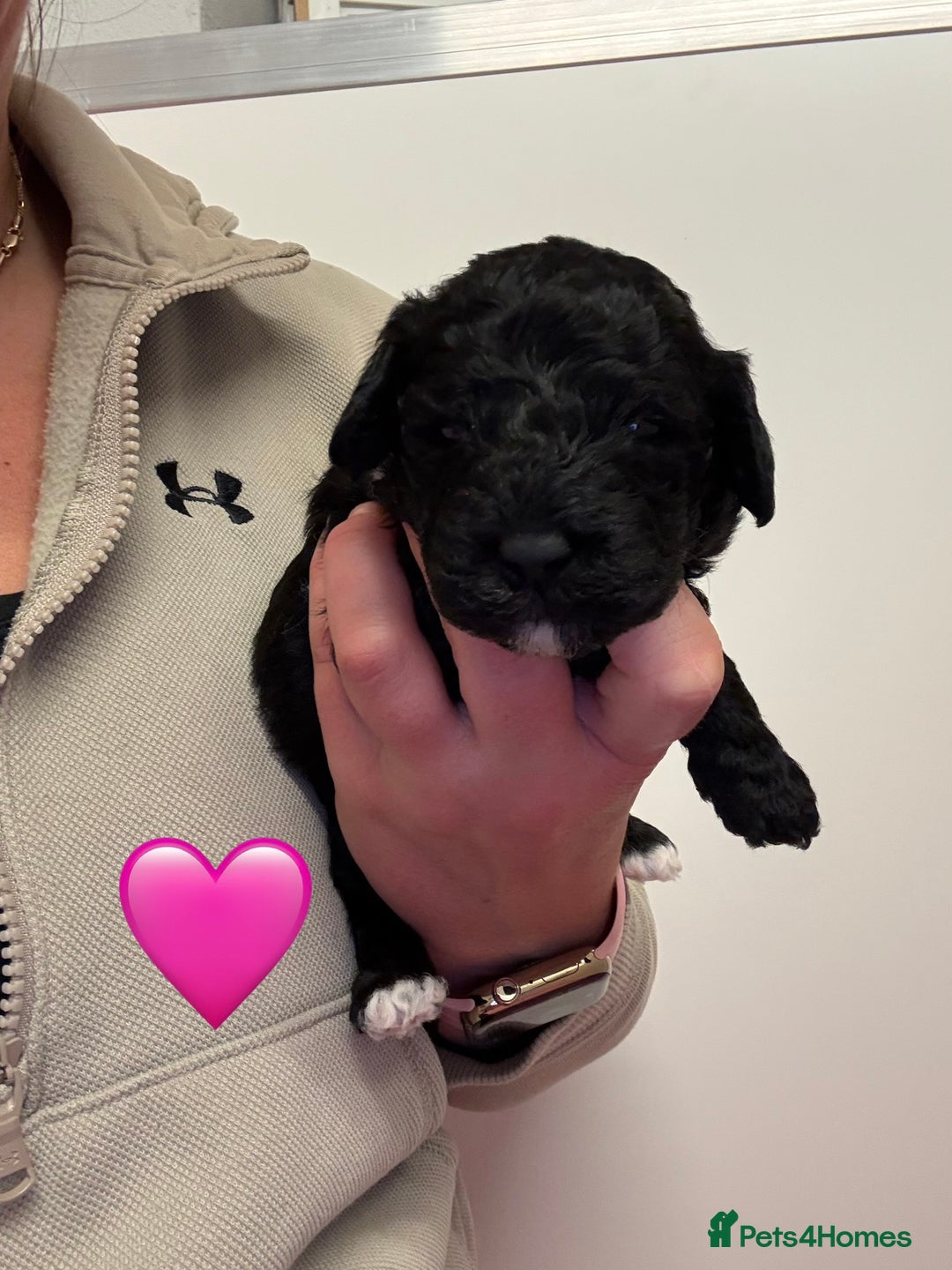 Sproodle dogs for sale: F2b Sproodle Puppies 2 boys and 1 girl remaining - Advert 21