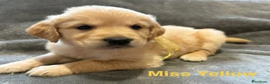 Miss yellow 
