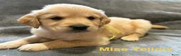 Golden Retriever dogs for sale: Gorgeous litter of 4G 5B pure golden retrievers.  - Advert 15