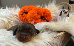 Miniature Dachshund dogs for sale: Beautiful Chocolate & Tan miniature dachshunds  - Image 9