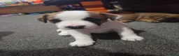 Mixed Breed dogs for sale: Jack Russell mixed breed puppies - Advert 11