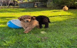 Miniature Poodle dogs for sale: DNA Health tested.Miniature KC Poodle Puppies - Image 18