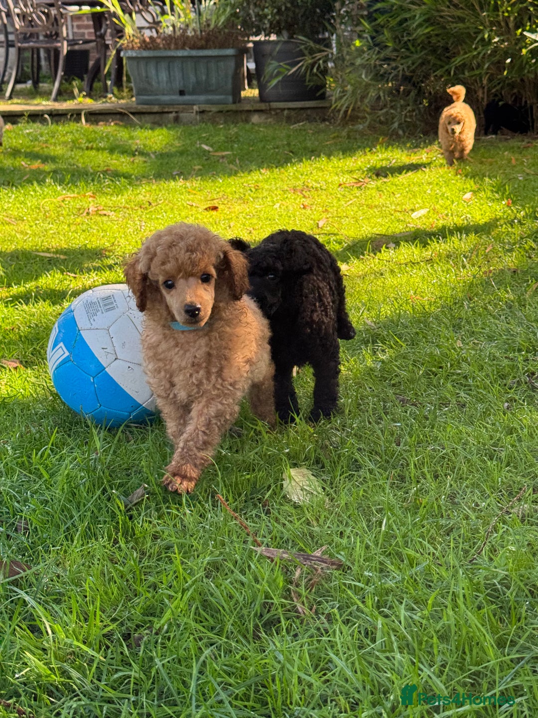 Miniature Poodle dogs for sale: DNA Health tested.Miniature KC Poodle Puppies - Image 18
