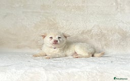 Siberian Husky dogs for sale: Stunning exotic colour chowsky puppies for sale - Image 8