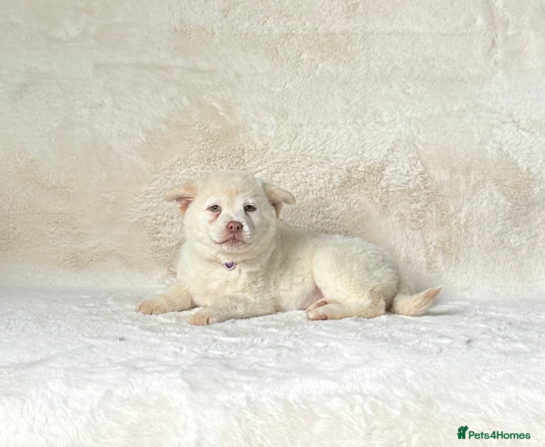 Siberian Husky dogs for sale: Stunning exotic colour chowsky puppies for sale - Image 8