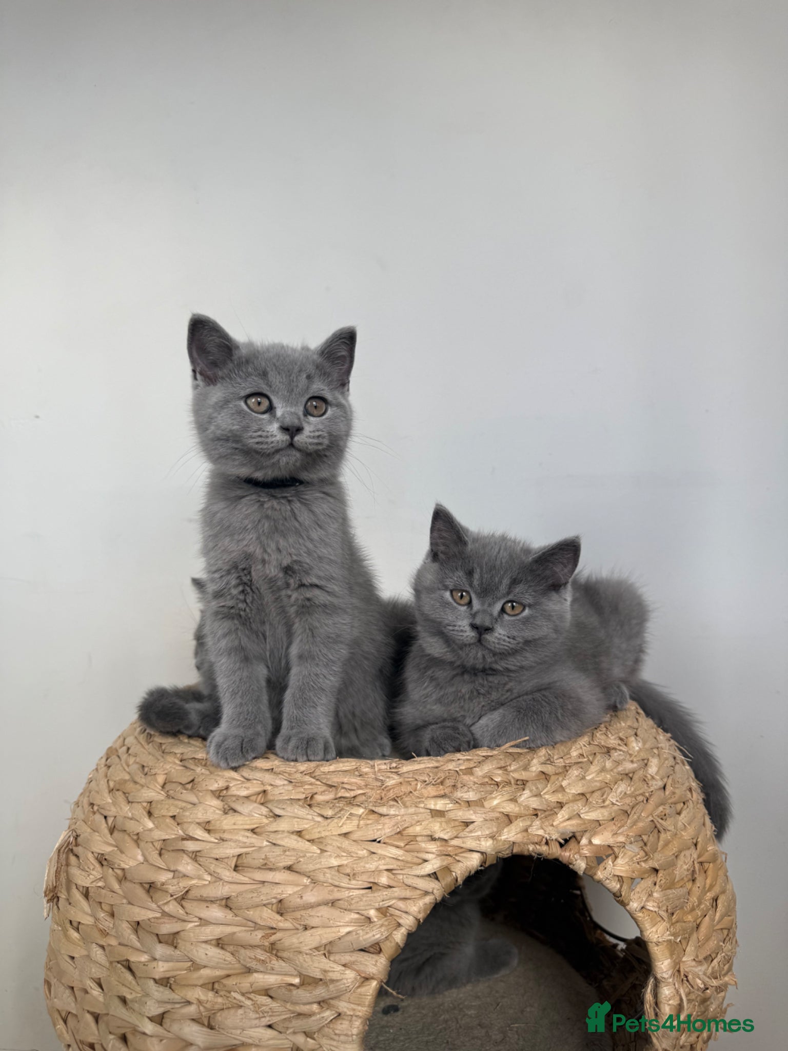 British Shorthair cats Beautiful British Shorthair kittens - Advert 1