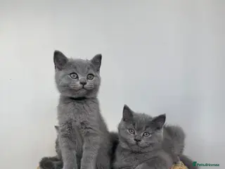 British Shorthair cats Beautiful British Shorthair kittens - Advert 1