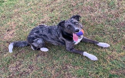 Mixed Breed dogs for sale: Border collie/Cocker Spaniel  - Image 28