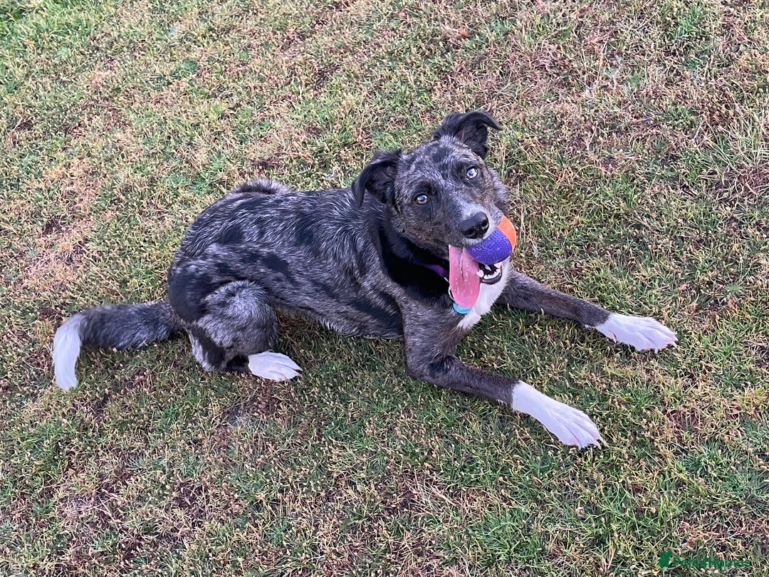 Mixed Breed dogs for sale: Border collie/Cocker Spaniel  - Image 28