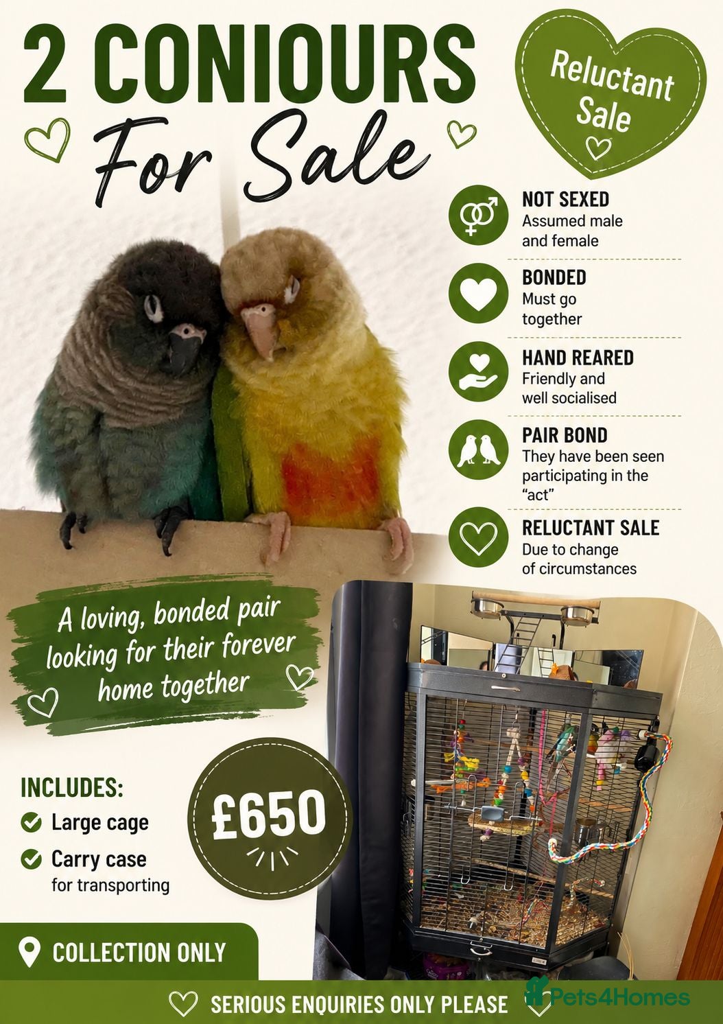Conures birds 🦜 Bonded Pair of Green Cheek Conures – £650 🦜 - Advert 1