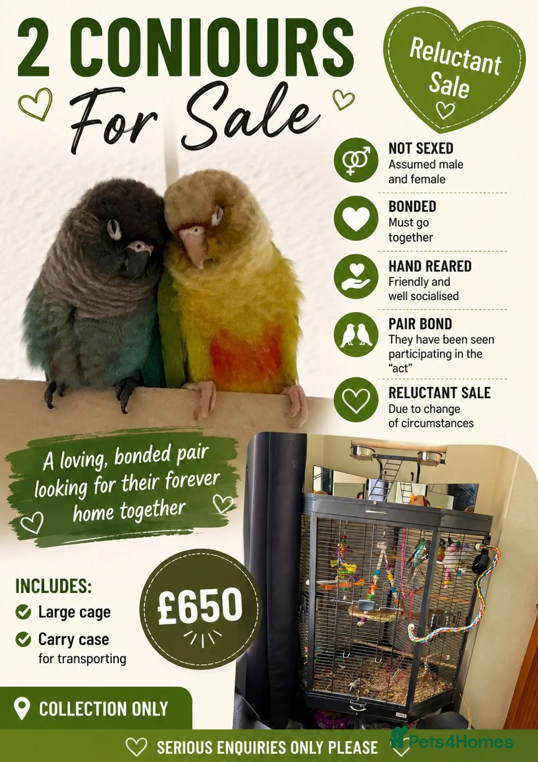 Conures birds for sale: 🦜 Bonded Pair of Green Cheek Conures – £650 🦜 - Advert 1