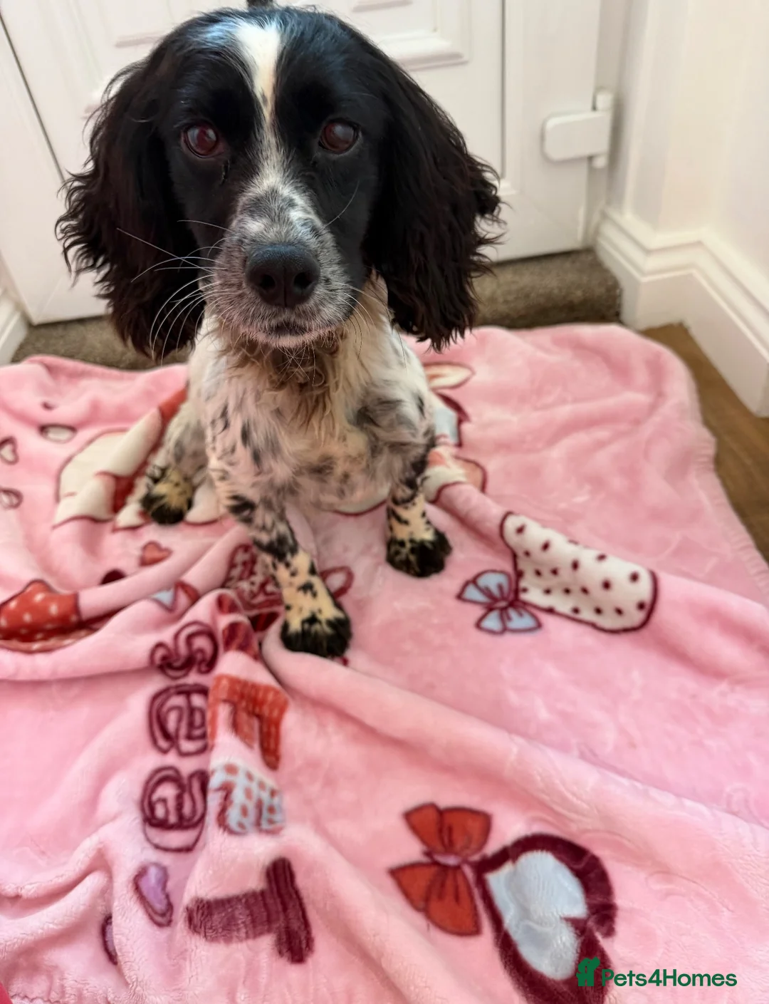 Cocker Spaniel dogs for sale: Cocker spaniel puppies  - Advert 1