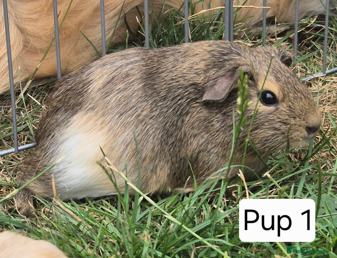 Guinea Pig rodents for sale: Female Silkie x American Guniea pups  - Image 2