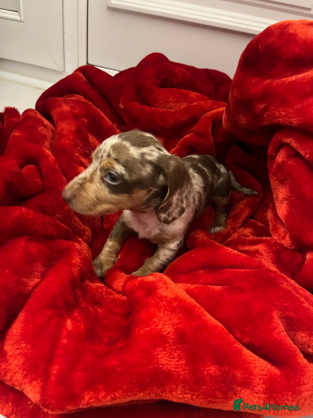 Dachshund dogs for sale: Dachshund  puppies  - Advert 12