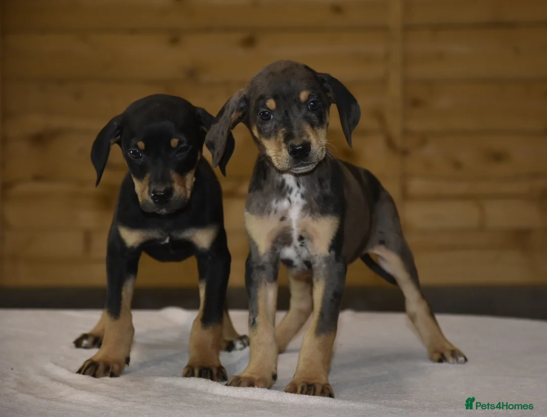 Mixed Breed dogs for sale: Unique hybrid dobermann puppies - Advert 8
