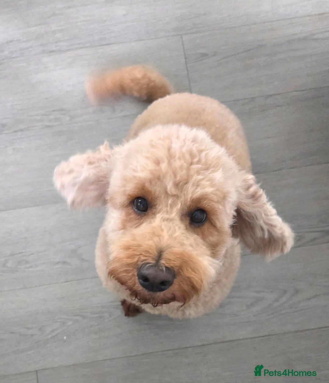 Mixed Breed dogs for sale: Stunning Irish Cockapoodledo's........ - Advert 5