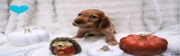 Cocker Spaniel dogs for sale: Beautiful cocker spaniel puppies  - Advert 12