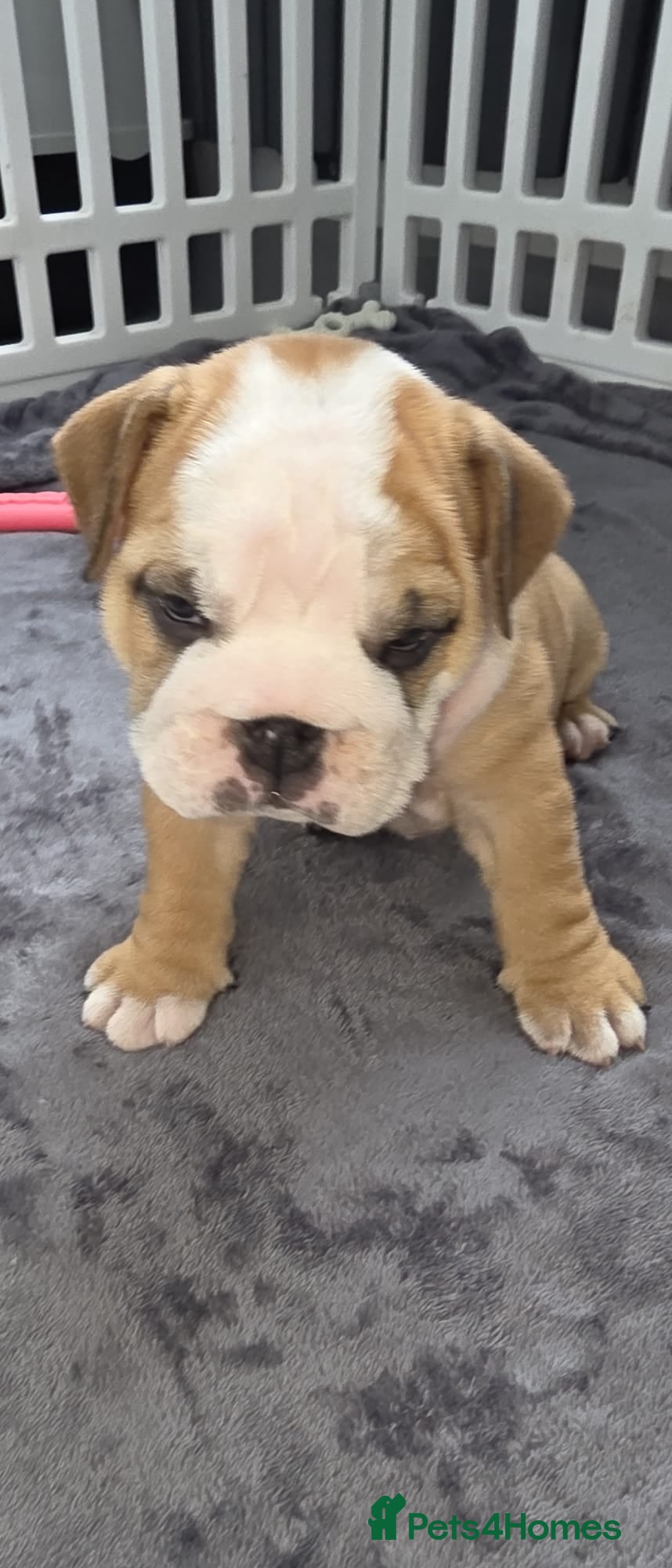 English Bulldog dogs KC English Bulldogs puppies  - Advert 2