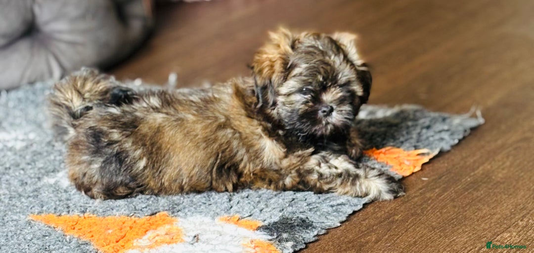 Shih Tzu dogs for sale: Pretty kc reg shih tzu puppy girl  - Image 3