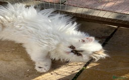 Persian cats for sale: Quality GCCF Registered Pure Persian Kittens  - Image 7