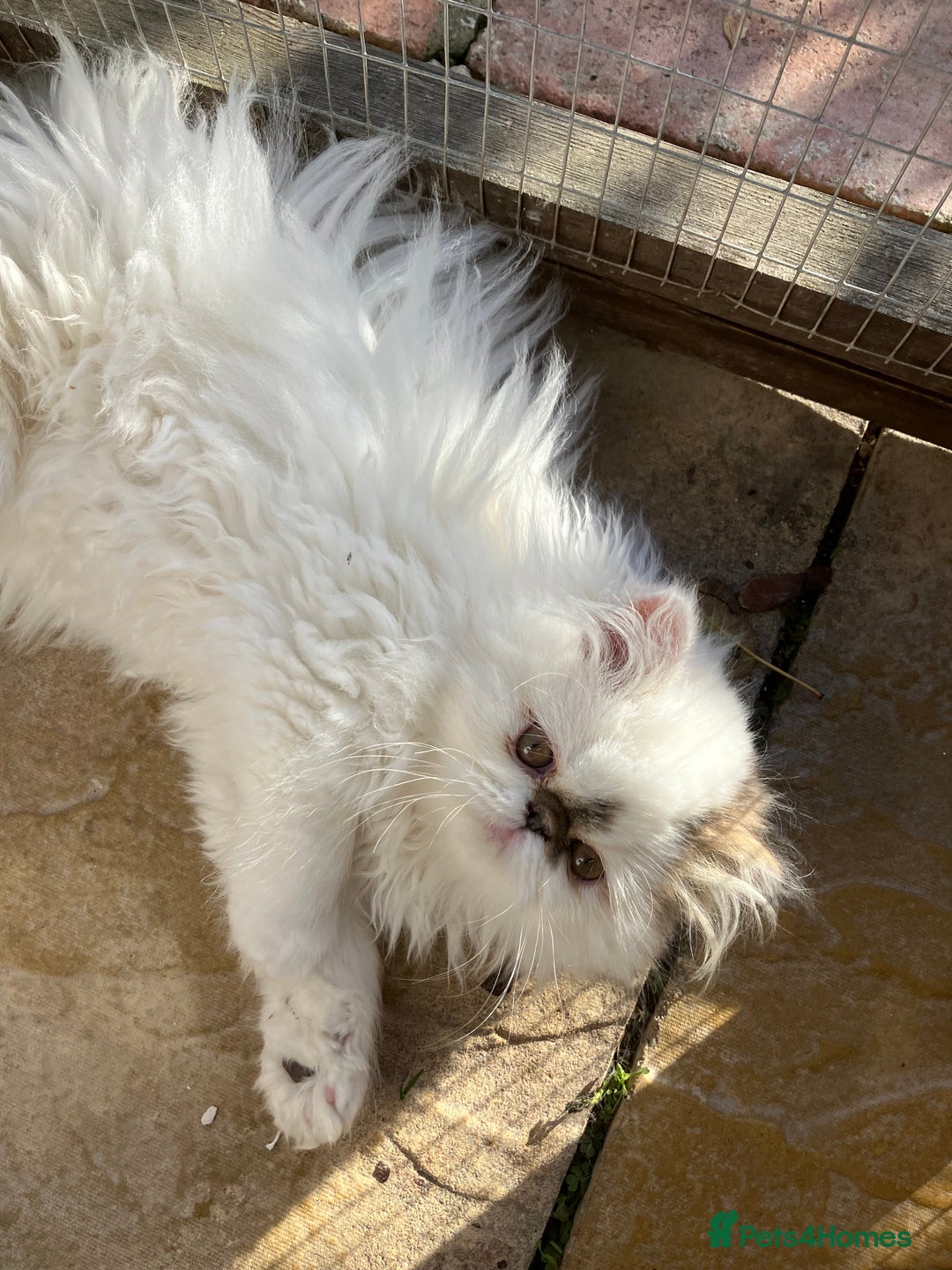 Persian cats for sale: Quality GCCF Registered Pure Persian Kittens  - Image 7