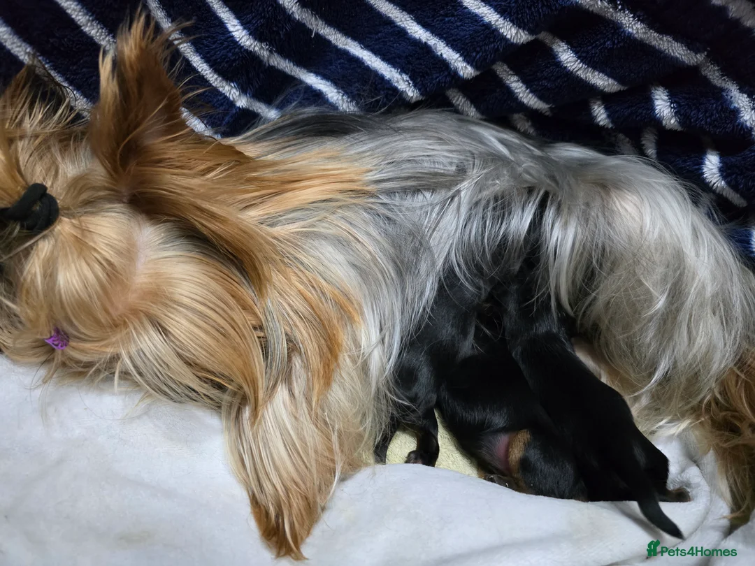 Yorkshire Terrier dogs for sale: Yorkshire terriers puppies in Oswestry - Advert 2