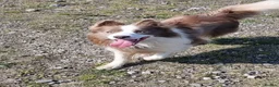 Border Collie dogs for sale: 🐾OUTSTANDING *UNIQUE* BORDER COLLIE PUPPIES🐾 - Advert 34