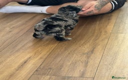 Shihpoo dogs for sale: Ready now, stunning Shihpoo puppies £1650 - Image 3