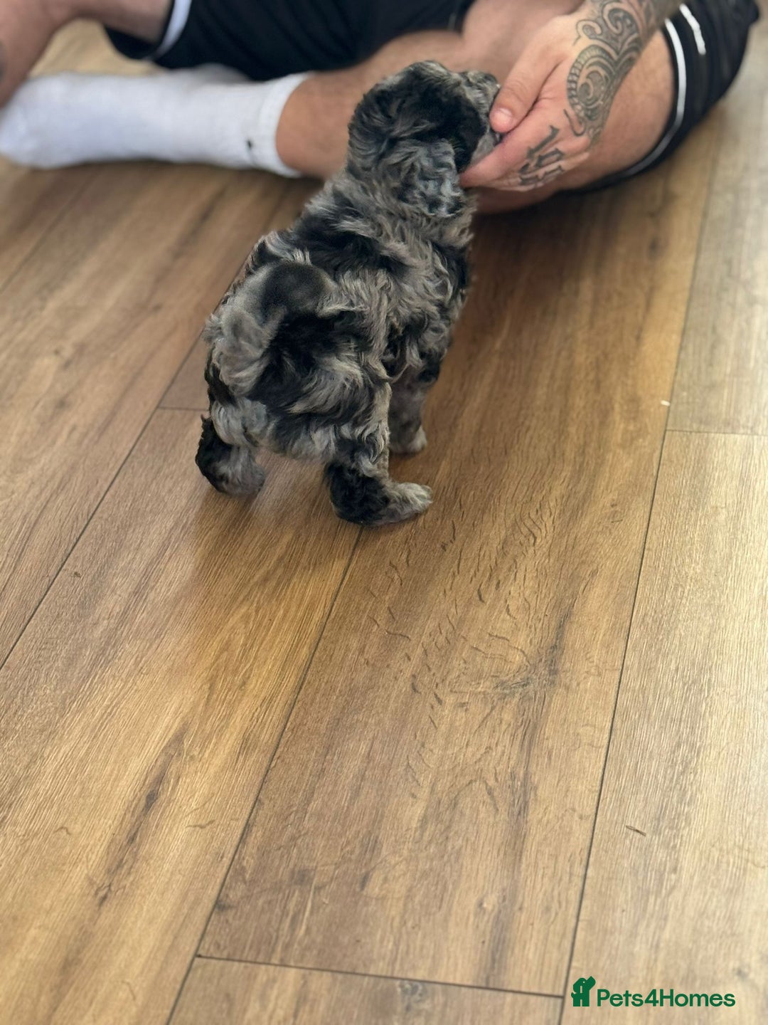 Shihpoo dogs for sale: Ready now, stunning Shihpoo puppies £1650 - Image 3