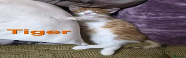 Mixed Breed Kitten 1