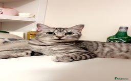 Mixed Breed cats for sale: 5 beautiful kitten looking for their forever homes - Image 6