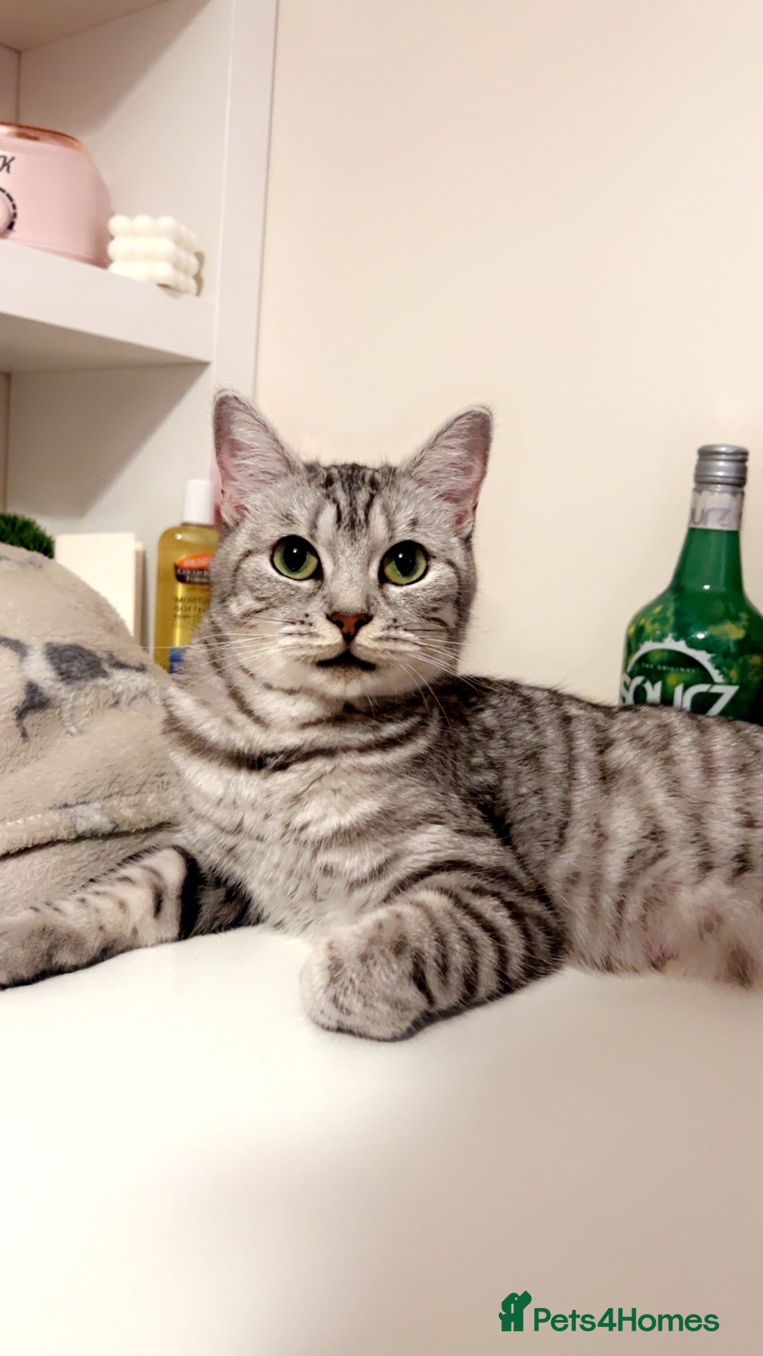 Mixed Breed cats for sale: 5 beautiful kitten looking for their forever homes - Image 6