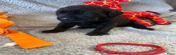 Labrador Retriever dogs for sale: 🐾1 Stunning Labrador Puppy left 👀 🏡 🐾 - Advert 24