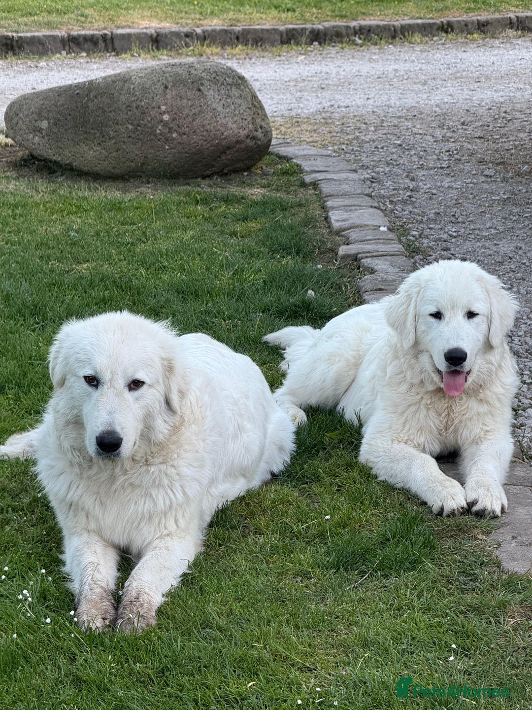 Sheep Dog Best Livestock Guardian Breeds Maremma Livestock