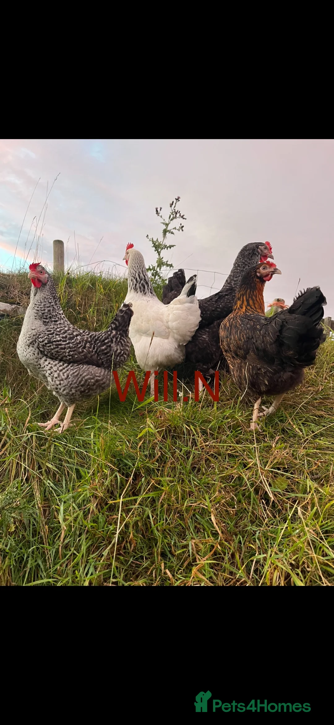 Chickens poultry for sale: Point of lay pullets (various breeds) £12.50 each  - Advert 3