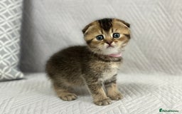 Scottish Fold cats for sale: Scottish Fold Kittens ( only 2 left ) - Image 12