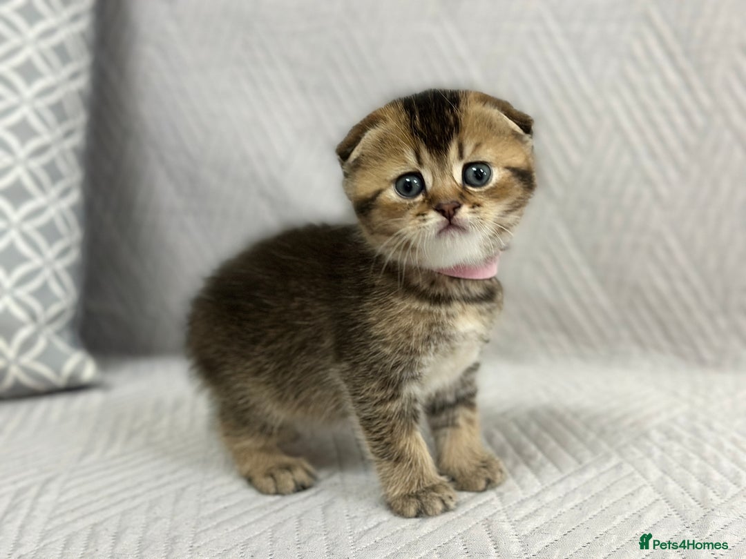 Scottish Fold cats for sale: Scottish Fold Kittens ( only 2 left ) - Image 12