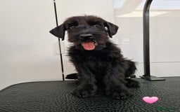 Giant Schnauzer dogs for sale: Fully Vaccinated KC Giant Schnauzer females  - Image 4