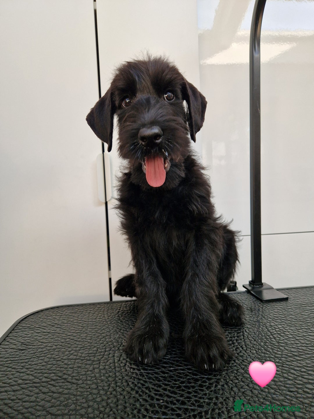 Giant Schnauzer dogs for sale: Fully Vaccinated KC Giant Schnauzer females  - Image 4