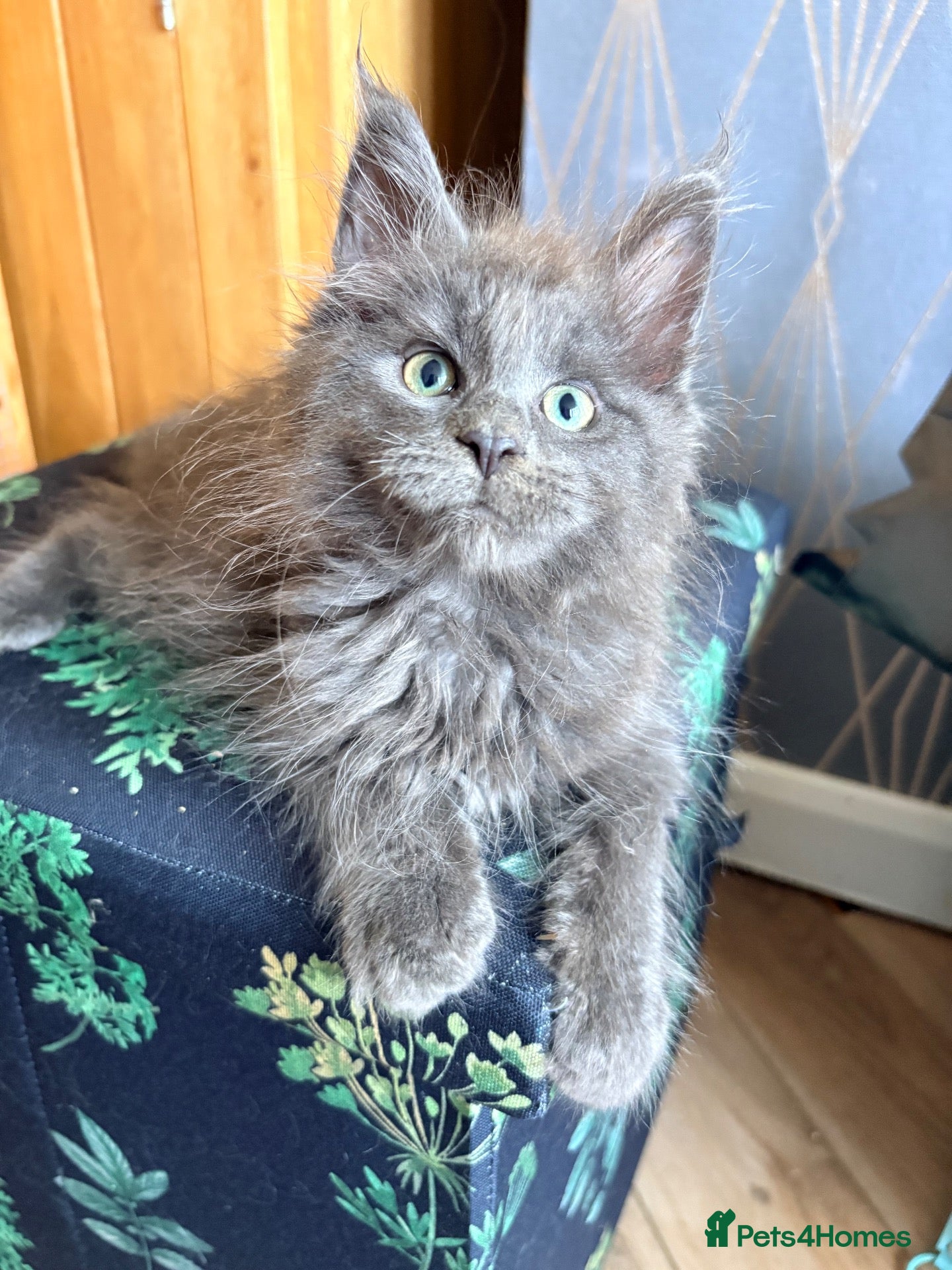 Maine Coon cats Tica registered mainecoon kittens (some polys)  - Advert 2