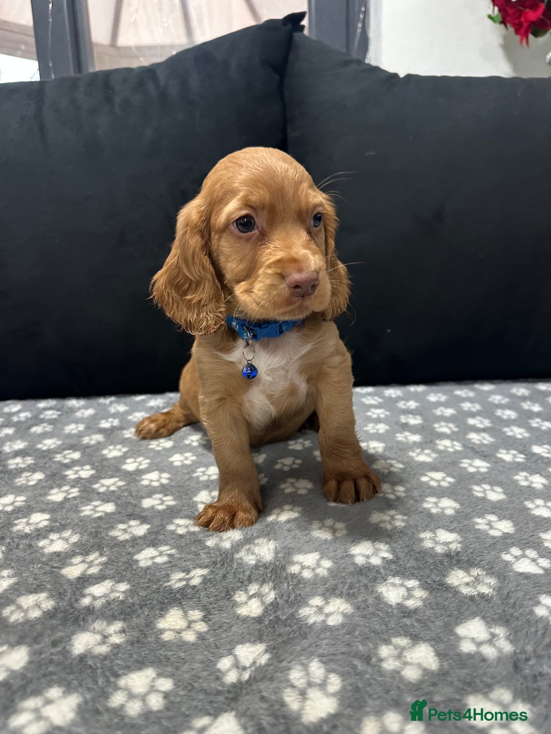 Cocker Spaniel dogs for sale: 3 beautiful cocker spaniel puppies left  - Advert 11
