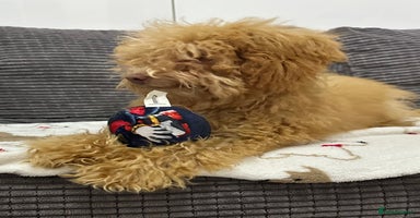 Toy Poodle dogs - Advert 6