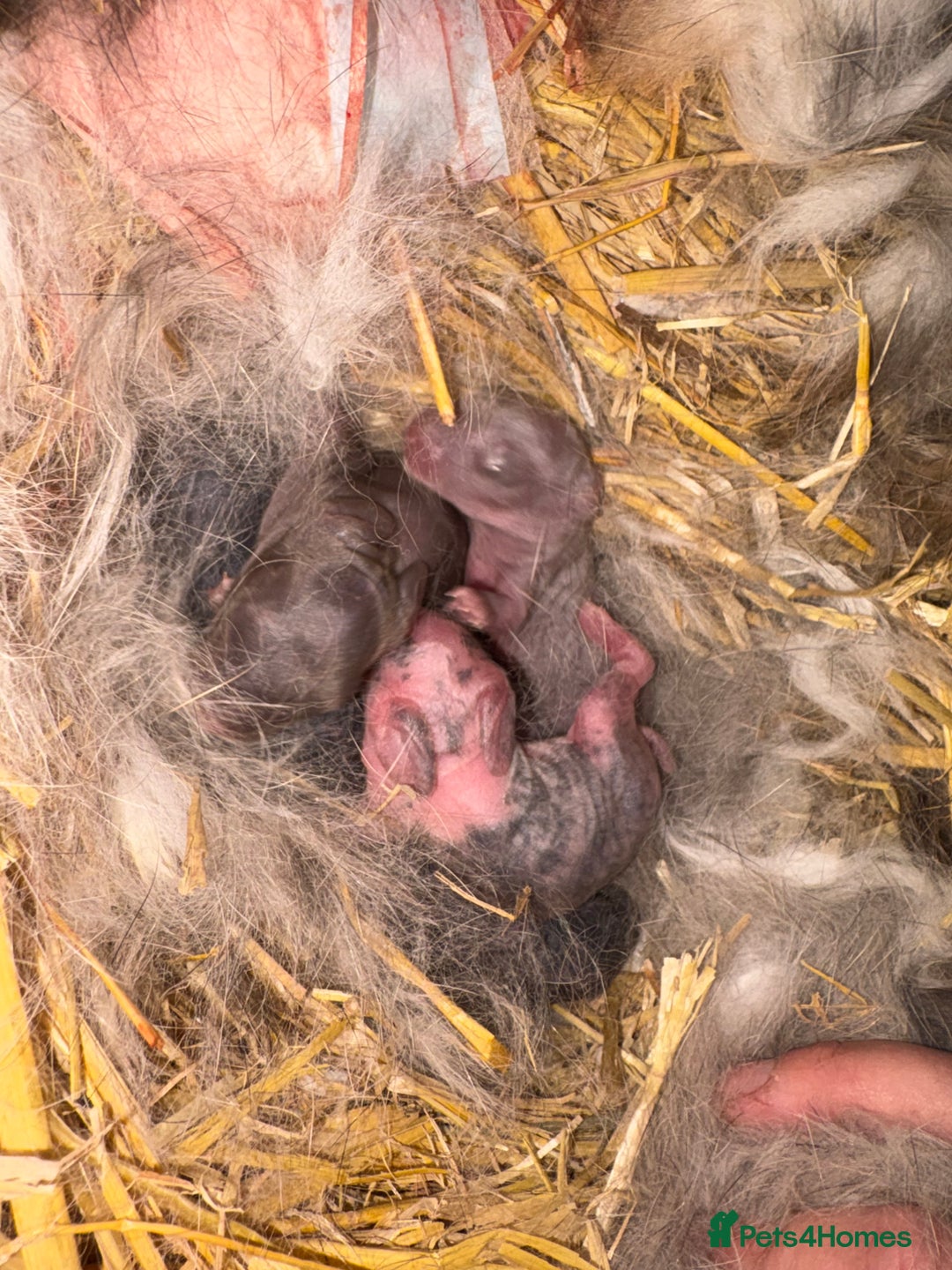 Mini Lop rabbits for sale: Mini Lop Kits  - Advert 1