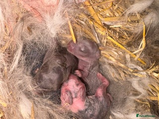 Mini Lop rabbits Mini Lop Kits - Advert 2