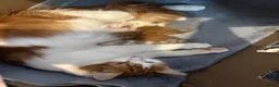 Maine Coon cats for sale: Maine coon Mix  - Advert 2